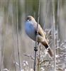 Bearded Tit