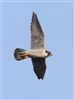 Peregrine