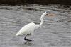 Great White Egret