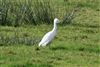 Cattle Egret