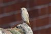 Black Redstart