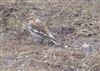 Snow Bunting