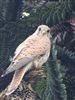 Kestrel