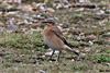 Wheatear