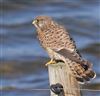 Kestrel