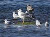 Yellow-legged Gull