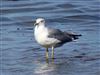 Yellow-legged Gull