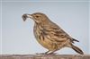 Rock Pipit