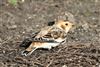 Snow Bunting