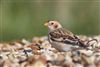 Snow Bunting