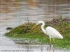 Great White Egret