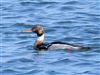 Red-breasted Merganser