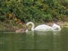 Mute Swan