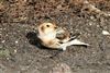 Snow Bunting