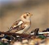 Snow Bunting