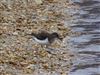 Common Sandpiper