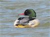 Goosander