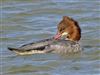 Goosander