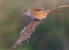 Bearded Tit