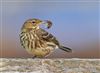 Rock Pipit