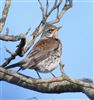 Fieldfare