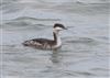 Slavonian Grebe