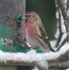 Lesser Redpoll