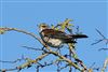 Fieldfare