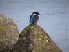Photo of Kingfisher at Wicor (Portchester), Hampshire. Taken by Hugh McMullan on 3rd January 2021.