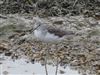 Photo of Greenshank at Langstone Harbour, Hampshire. Taken by Hugh McMullan on 8th January 2021.