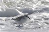 Sanderling