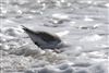 Sanderling