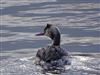 Great Crested Grebe