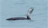 Great Northern Diver