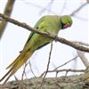 Ring-necked Parakeet