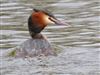 Great Crested Grebe