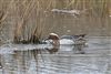 Garganey