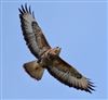 Buzzard