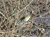 Chiffchaff