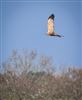 Marsh Harrier