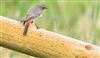 Black Redstart