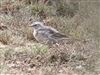 Water Pipit