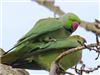 Ring-necked Parakeet