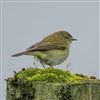 Chiffchaff