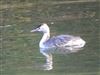 Great Crested Grebe