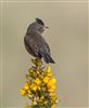 Dartford Warbler