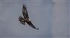 Marsh Harrier