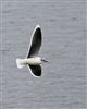 Little Gull