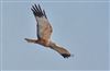 Marsh Harrier