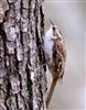 Treecreeper